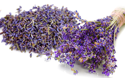 Lavanda