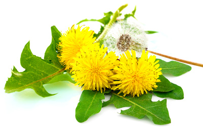Diente de león