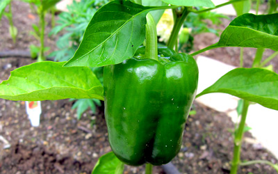 Growing Bell Peppers