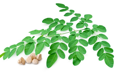 Moringa