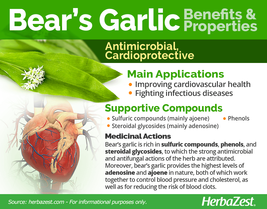 Bear's Garlic Benefits and Properties