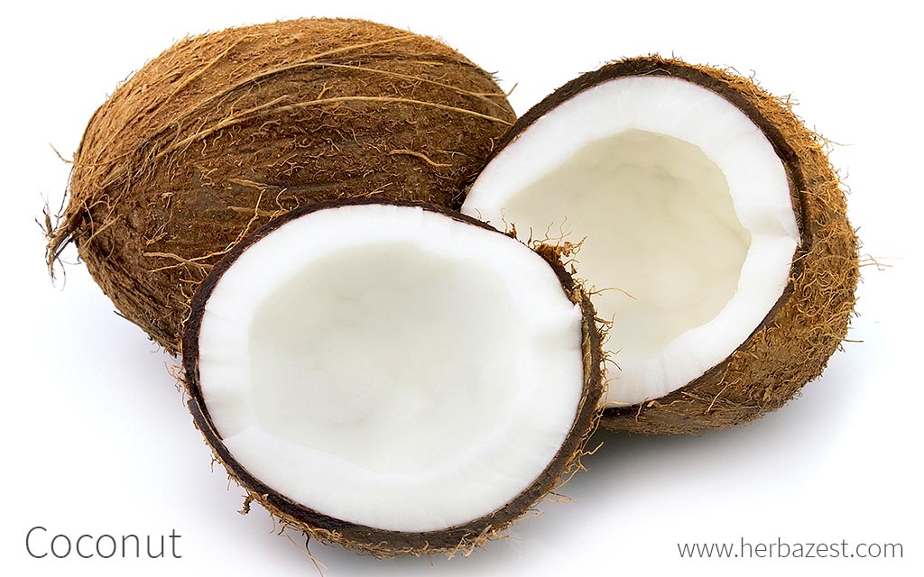 coconut fruit parts