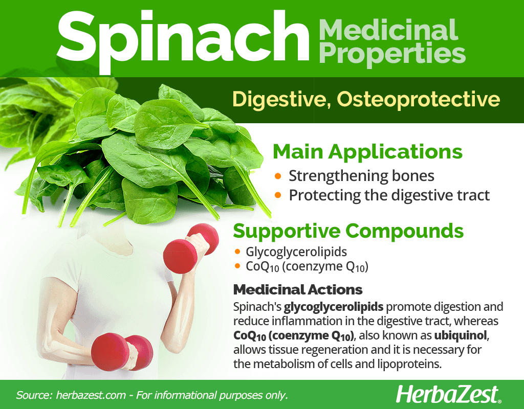 Spinach Medicinal Properties