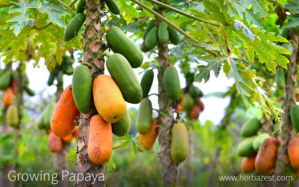 Image result for papaya trees