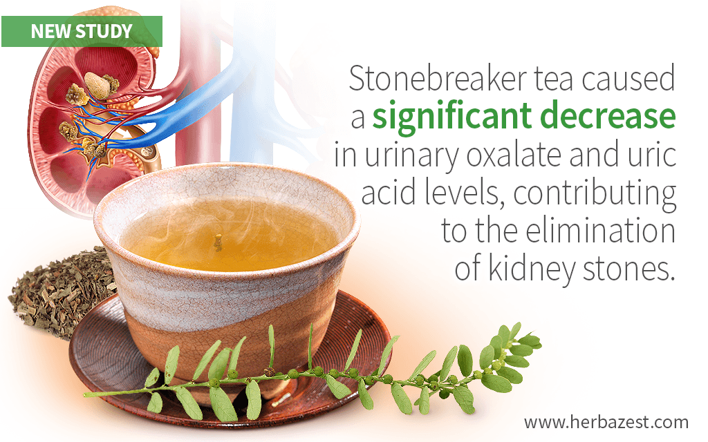 Drinking Stonebreaker Tea Can Benefit People with Kidney Stones
