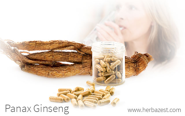 Panax Ginseng