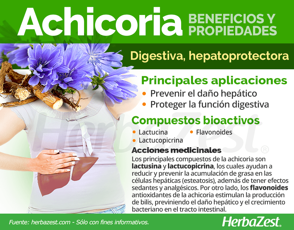 Beneficios y propiedades de la achicoria