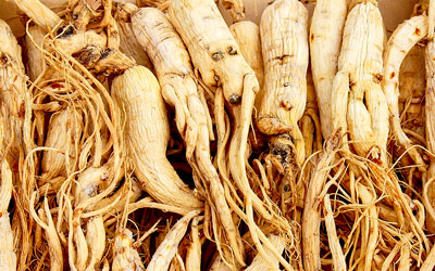 Growing Ginseng