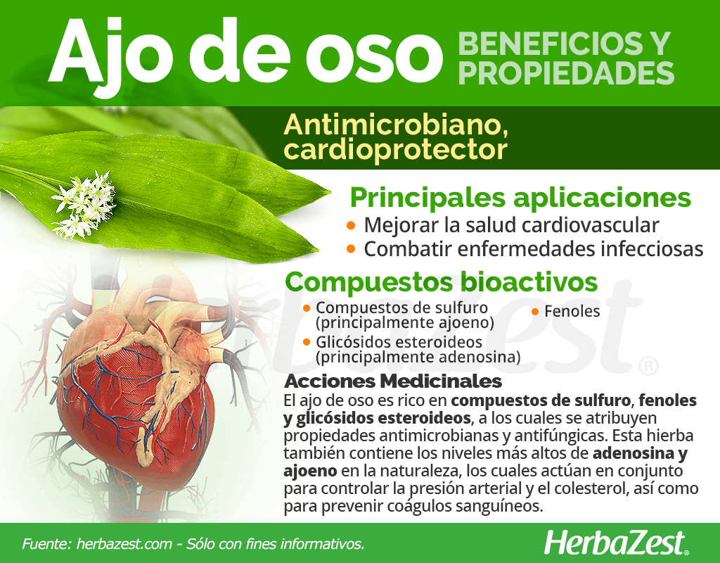 Beneficios y propiedades del ajo de oso