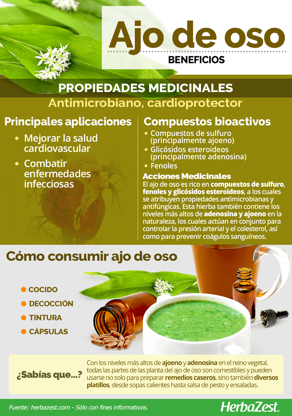 Beneficios del ajo de oso