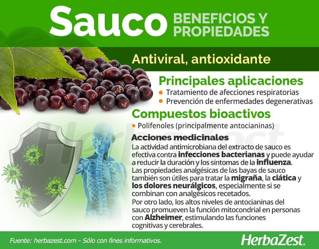 Beneficios y propiedades del sauco