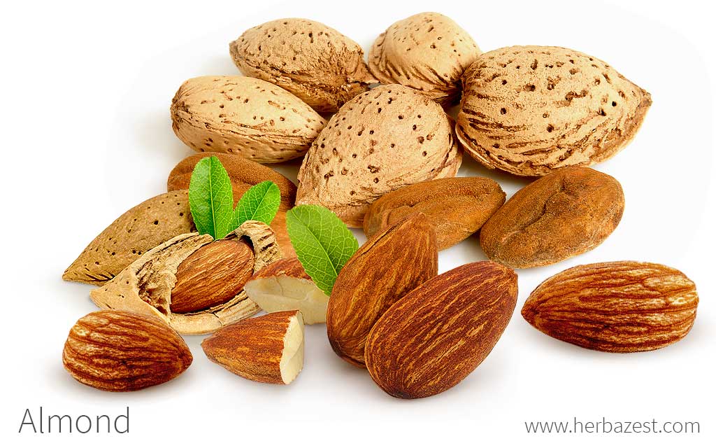 almonds tree seeds var prunus dulcis 5 seeds of almond Amygdalus amara 