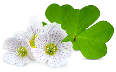 Wood Sorrel