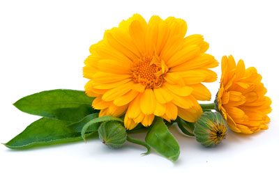 Calendula