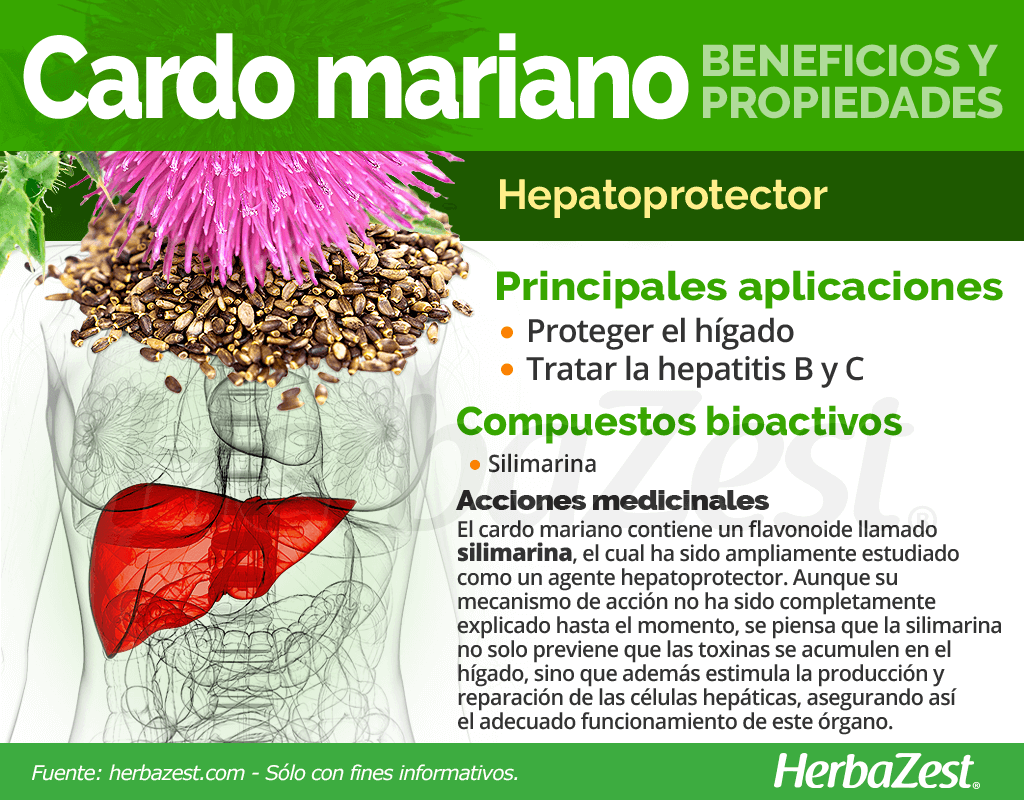 Cardo mariano (Silybinum marianum). Tratamiento del estrés y la ansiedad