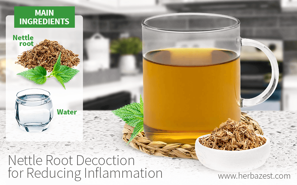 Nettle Root Decoction for Reducing Inflammation HerbaZest