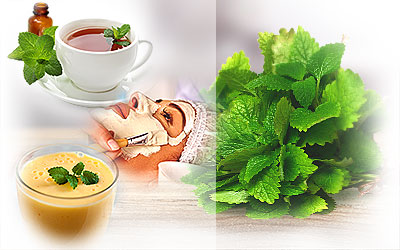 Lemon Balm Uses