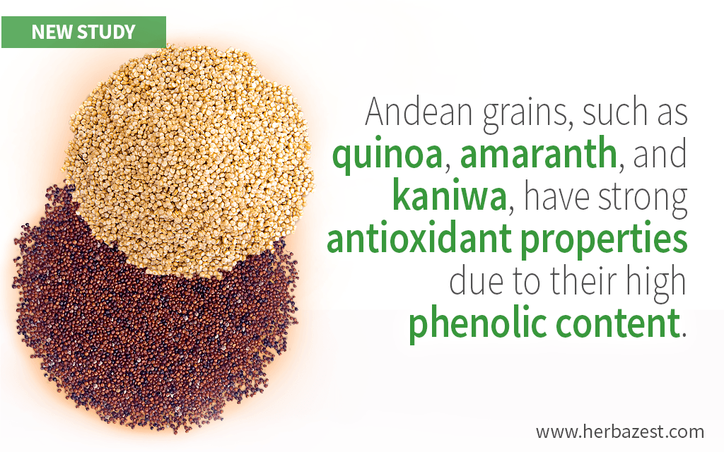 Andean Grains Confirmed to Be Excellent Sources of Phenolic Compounds
