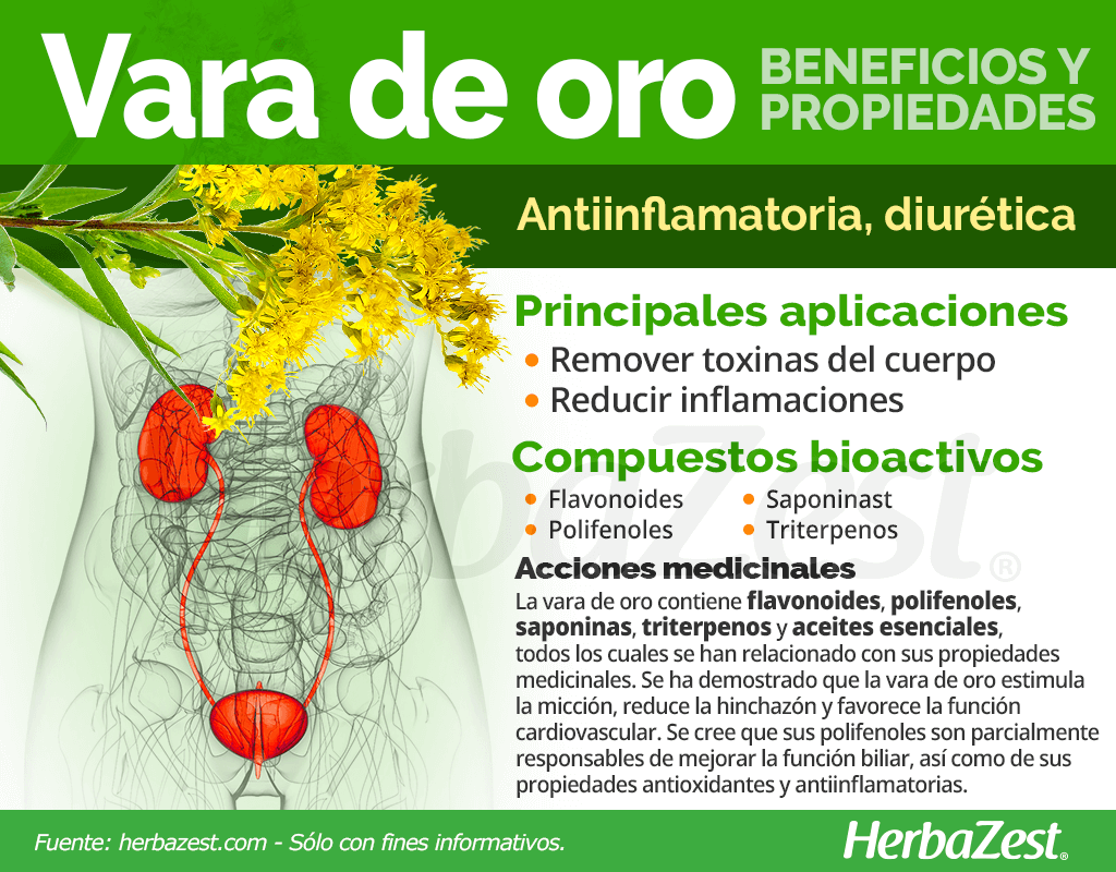 Beneficios y propiedades de la vara de oro