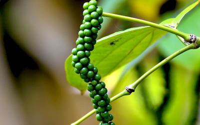 Growing Black Pepper