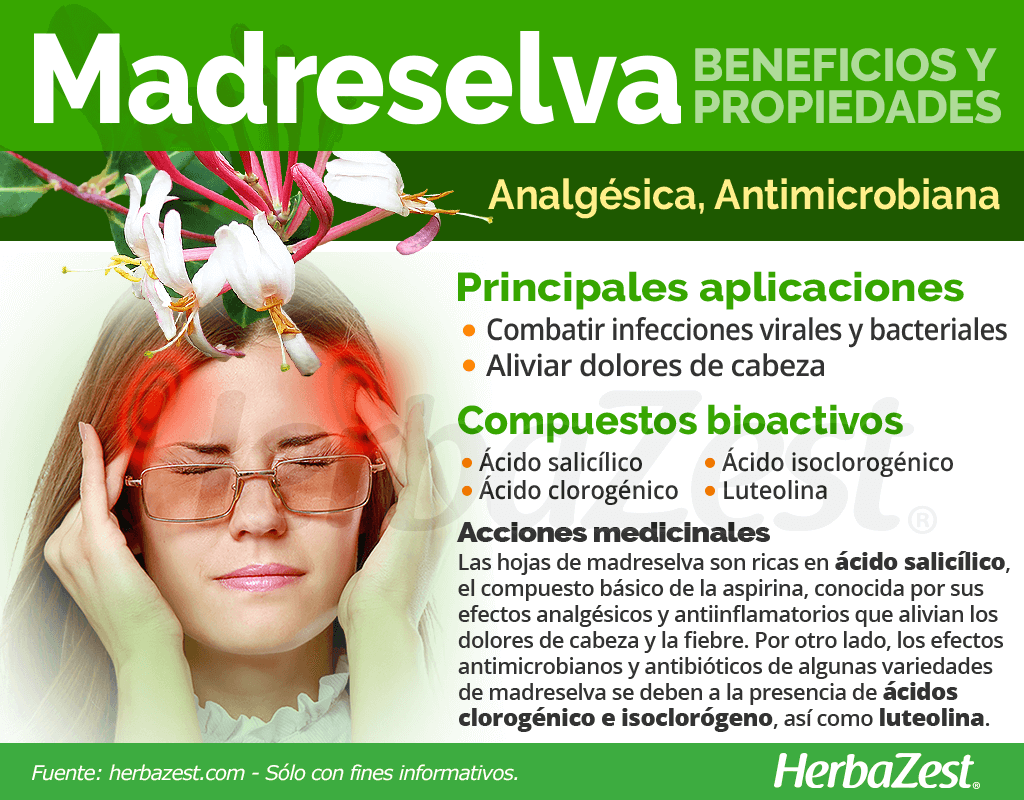 Beneficios y propiedades de la madreselva