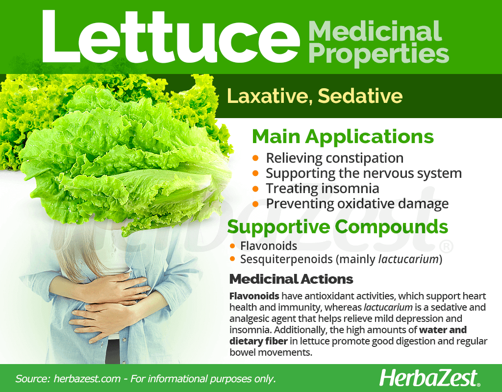 Lettuce Medicinal Properties