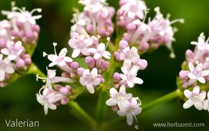 New Study: Good Nutrition Enhances Better Sleep and Good Sport Performance