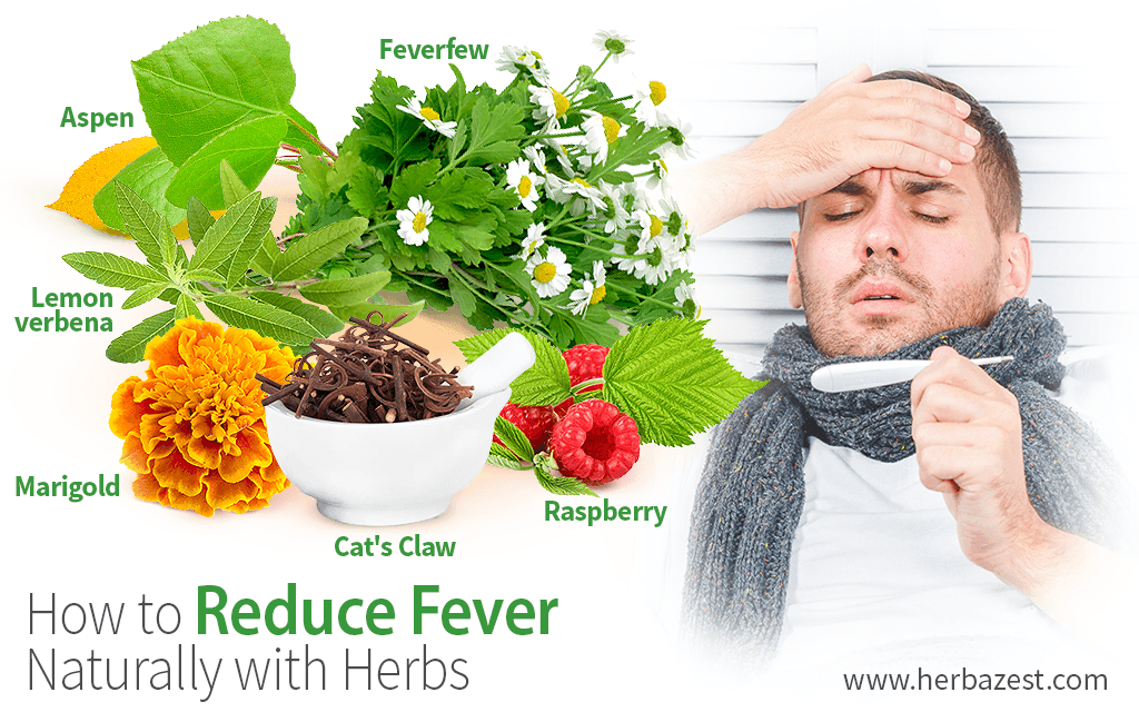 How to reduce fever naturally with herbs