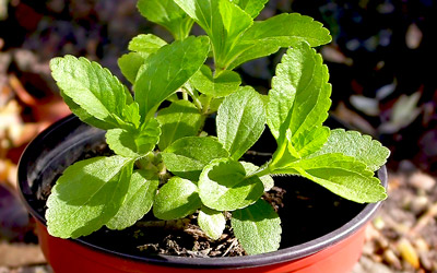Growing Stevia