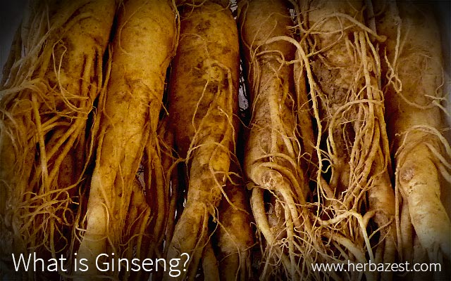 What Is Ginseng?