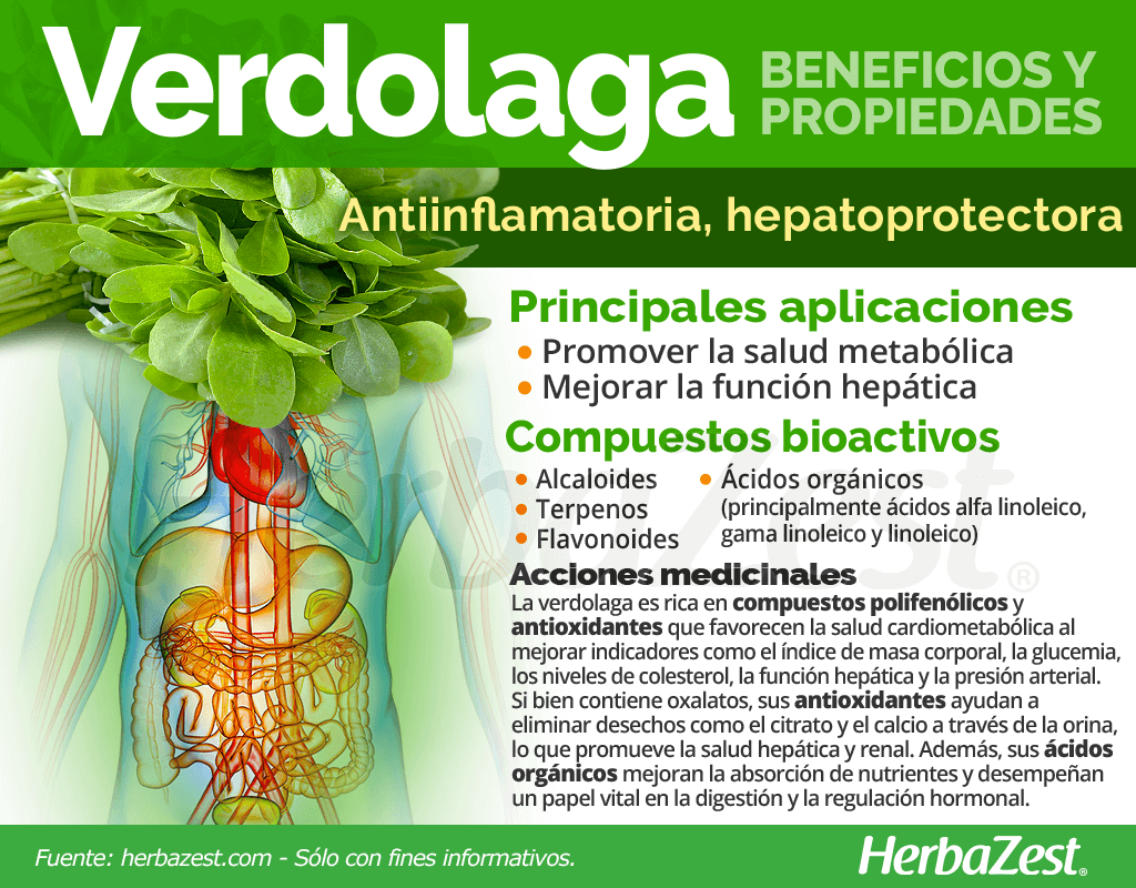 Beneficios y propiedades de la verdolaga