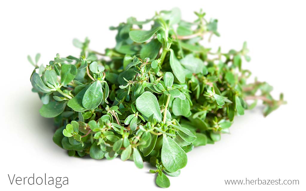 Verdolaga