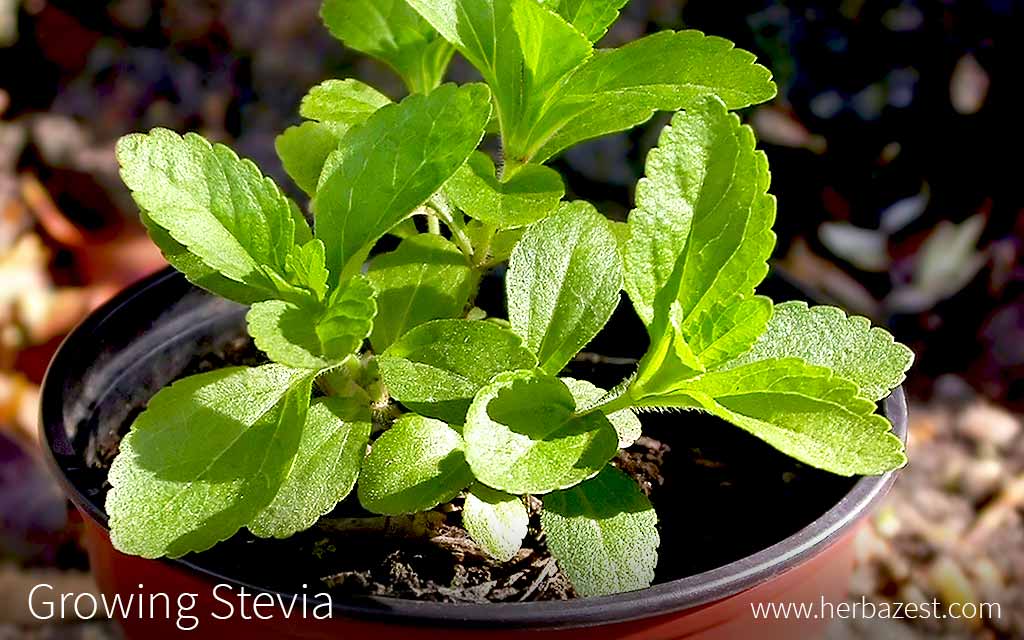 Growing Stevia