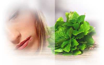 Lemon Balm for Herpes