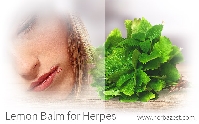 Lemon Balm for Herpes