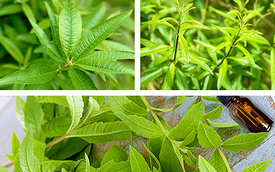 Lemon Verbena News & Research