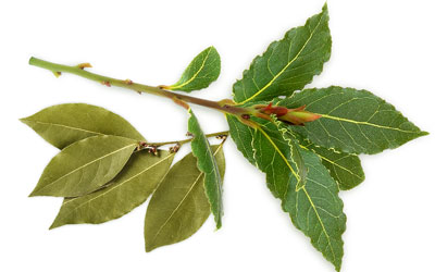 Bay Laurel