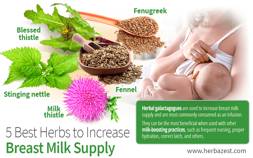 5 Best Herbs to Increase Milk Supply
