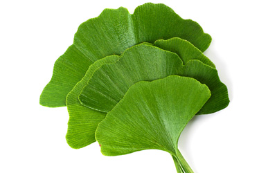 Ginkgo biloba
