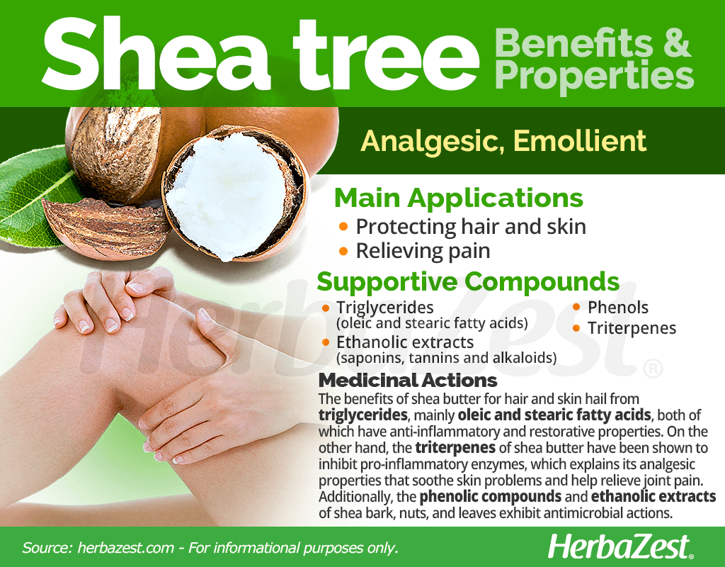 Shea Tree Benefits & Properties