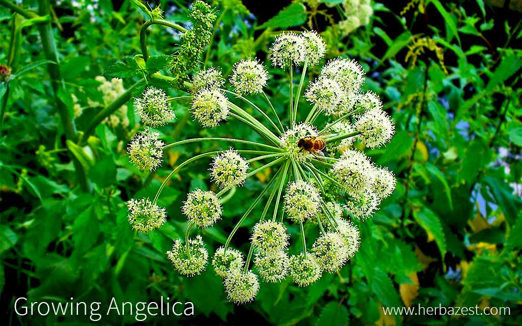 Growing Angelica