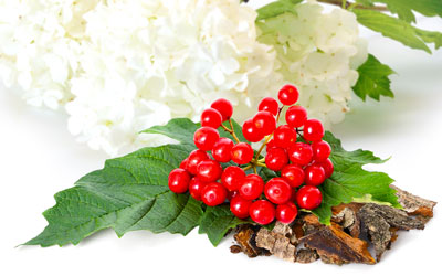 Guelder Rose