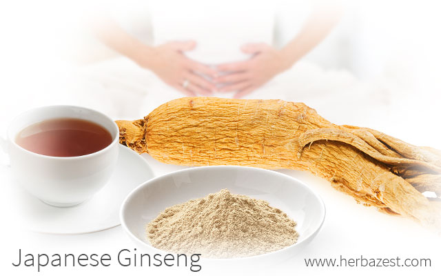 Japanese Ginseng