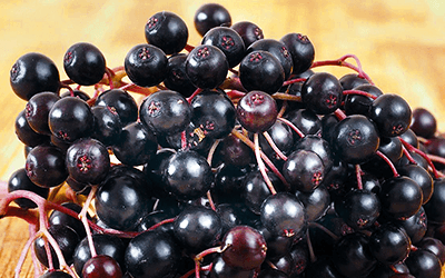 El sauco puede ayudar a tratar enfermedades respiratorias