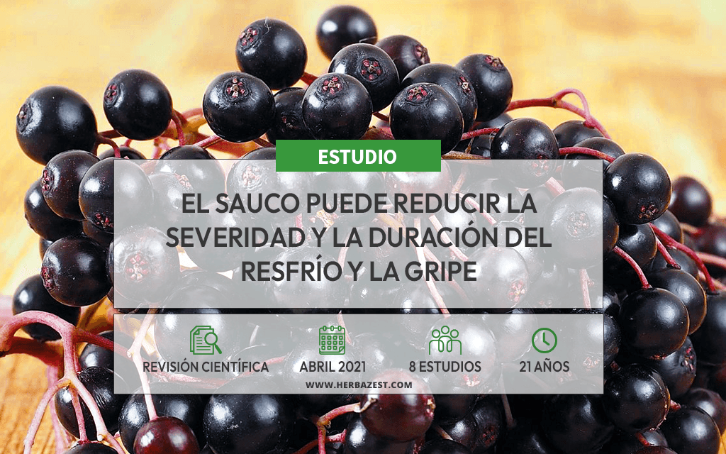 El sauco puede ayudar a tratar enfermedades respiratorias