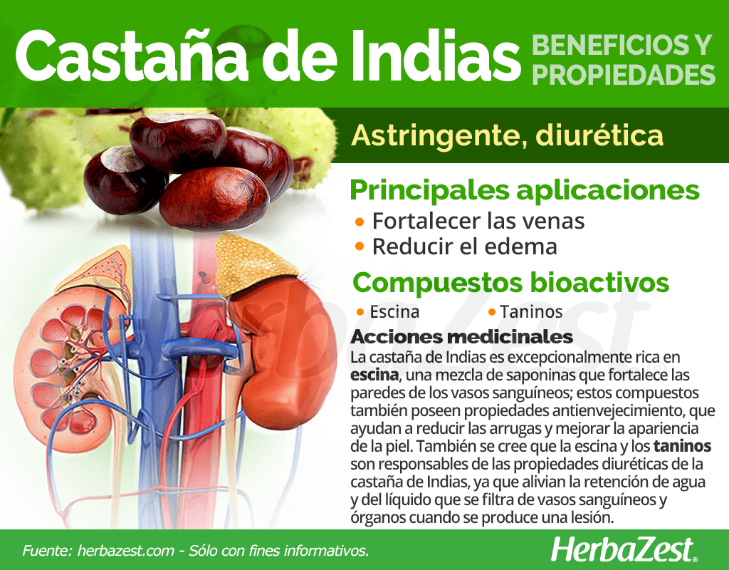 Beneficios y propiedades de la castaña de Indias