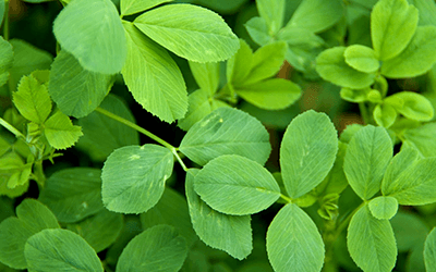 Alfalfa's Effects on Blood Sugar Regulation Shown in a Study