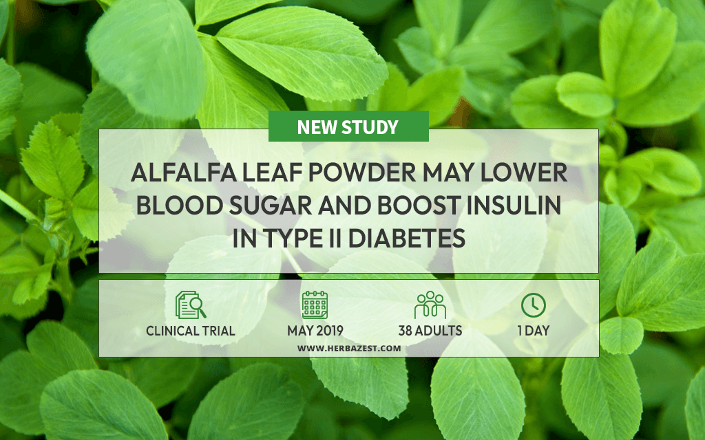 Alfalfa's Effects on Blood Sugar Regulation Shown in a Study