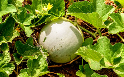 Growing Melons
