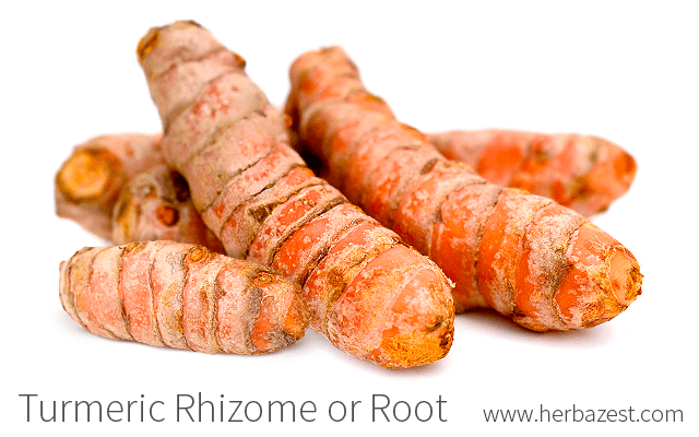 Turmeric Rhizome or Root
